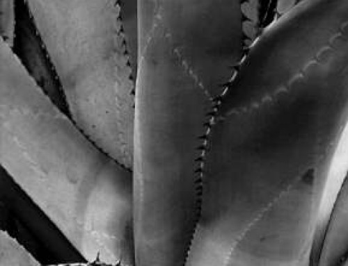 Agave